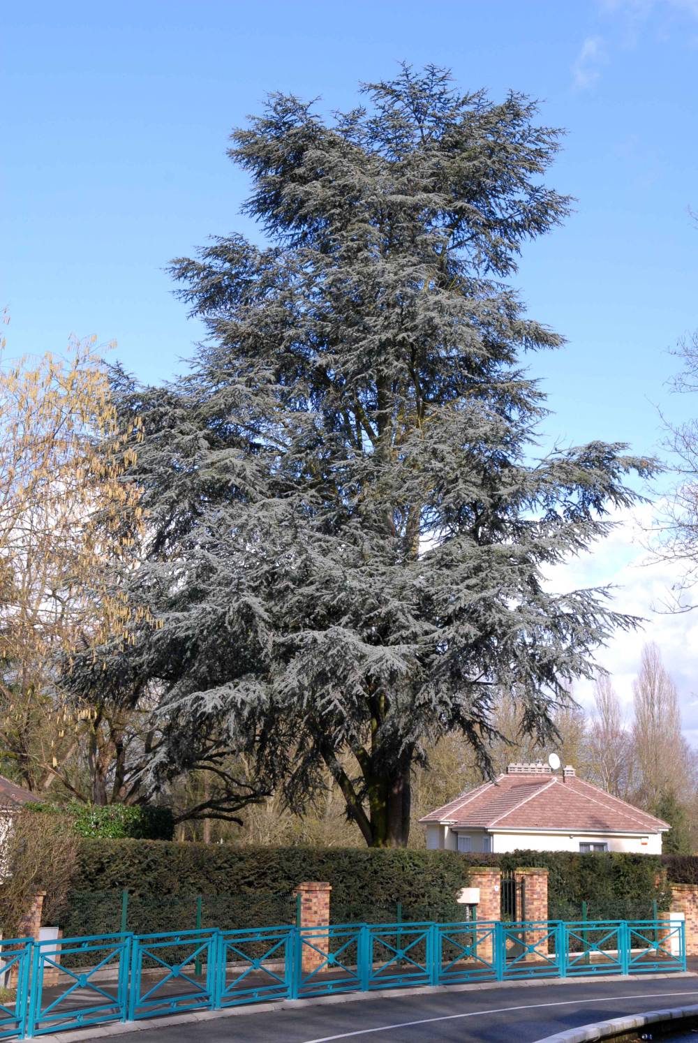 Arbre sapin