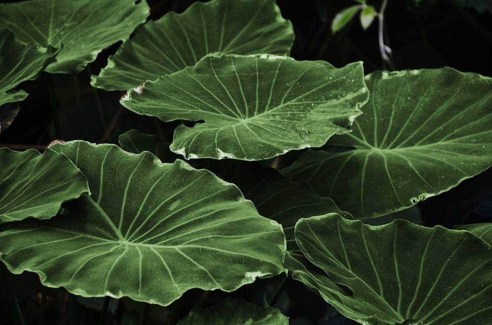 Grandes feuilles plates