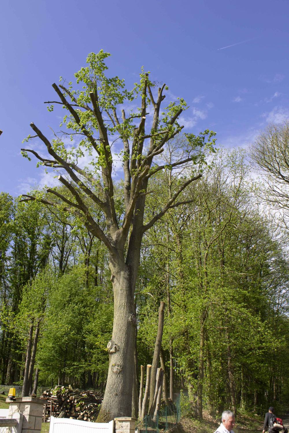 Arbre élagué