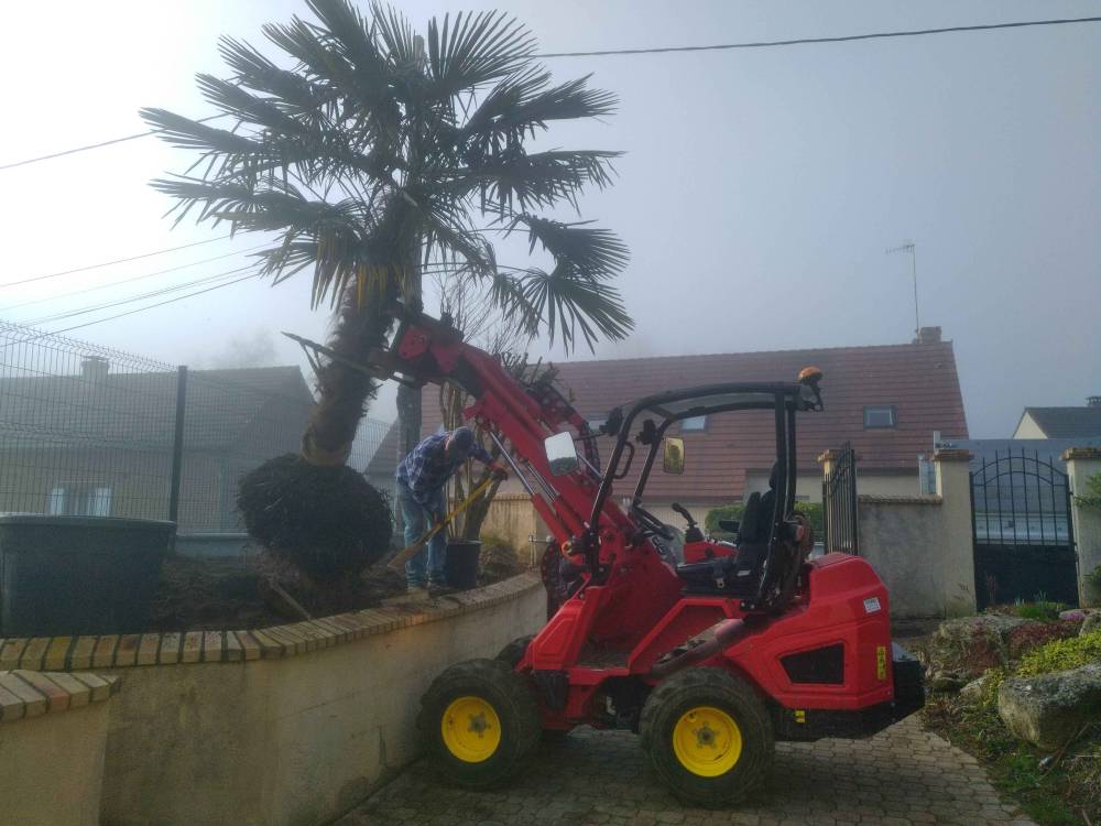Plantation de palmier